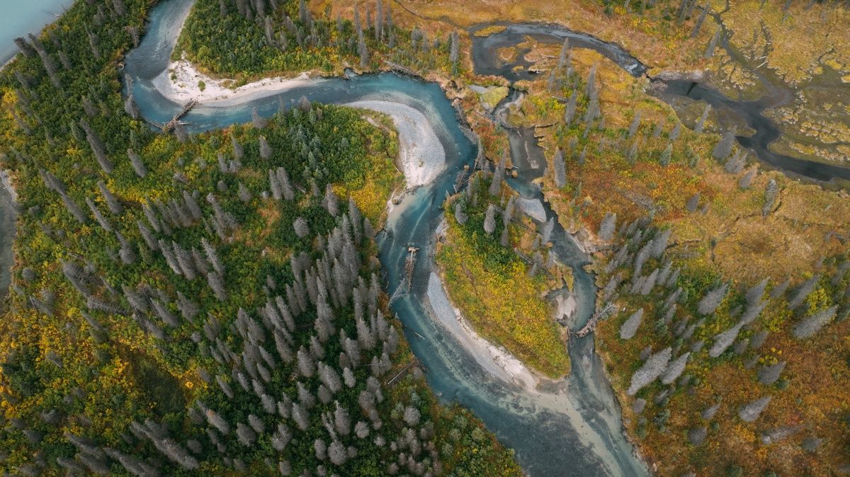 Aerial view of a river winding through spruce forest