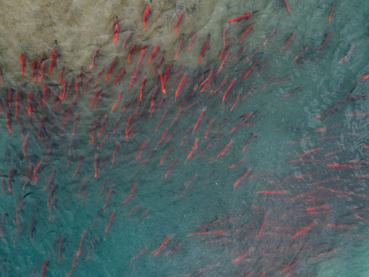 Sockeye salmon schooling in a turquoise river