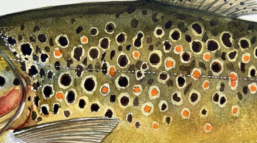 Brook trout skin pattern
