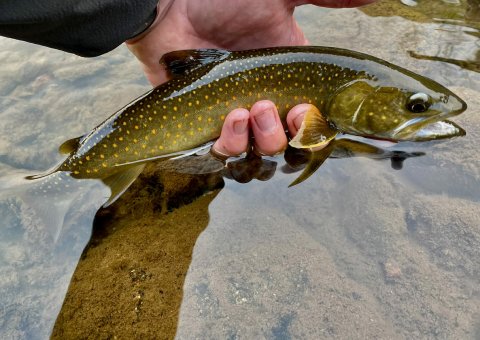 A hand holding a char over clear water