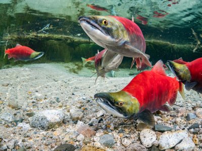 Sockeye salmon swimming over a gravel streambed