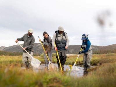Four volunteers netting a meadow stream
