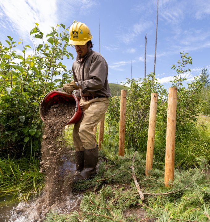 Restoration crew member pouring a bucket of soil beside newly planted willow stakes